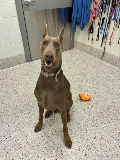 An adult large-sized male Doberman Pinscher dog named Dante for adoption in Brighton, CO