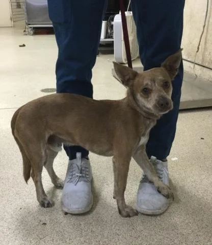 An adult small-sized male Chihuahua dog named Chapo for adoption in Riverside, CA