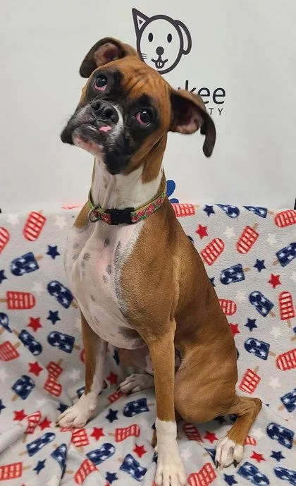 An adult medium-sized female Boxer dog named Sadie for adoption in Lake City, MI