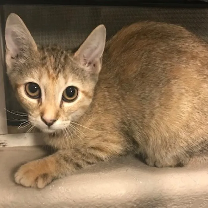 An adult large-sized female Brown / Chocolate Domestic Short Hair cat named Genesis for adoption in Las Vegas, NV