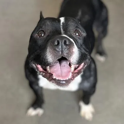 An adult medium-sized female Mixed Breed dog named Mercedes for adoption in Janesville, WI