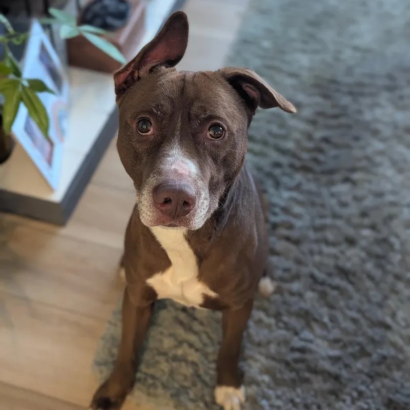 An adult medium-sized male Brown / Chocolate Mixed Breed dog named Brady for adoption in Jeffersonville, IN