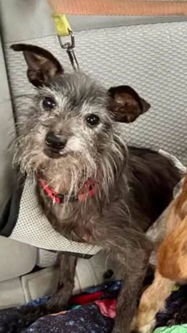 A senior small-sized male Black Terrier dog named Pedro for adoption in Wingdale, NY
