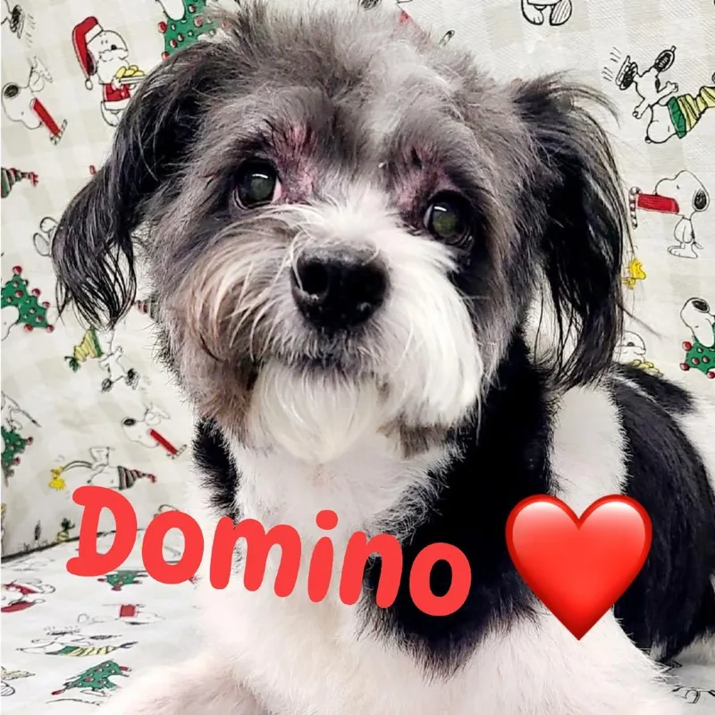 Domino thumbnail 5