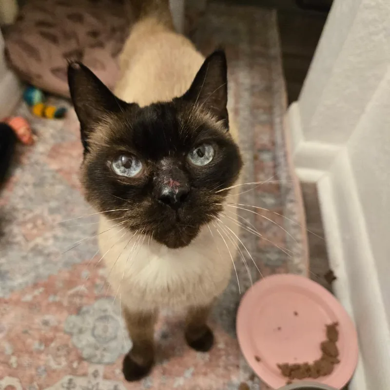 A senior medium-sized female Smoke Siamese cat named Ms. Magnolia for adoption in Titusville, FL