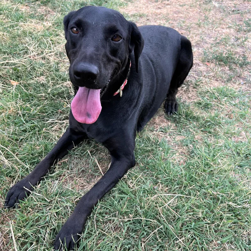 An adult large-sized female Black Labrador Retriever dog named Serenity for adoption in Lindon, UT