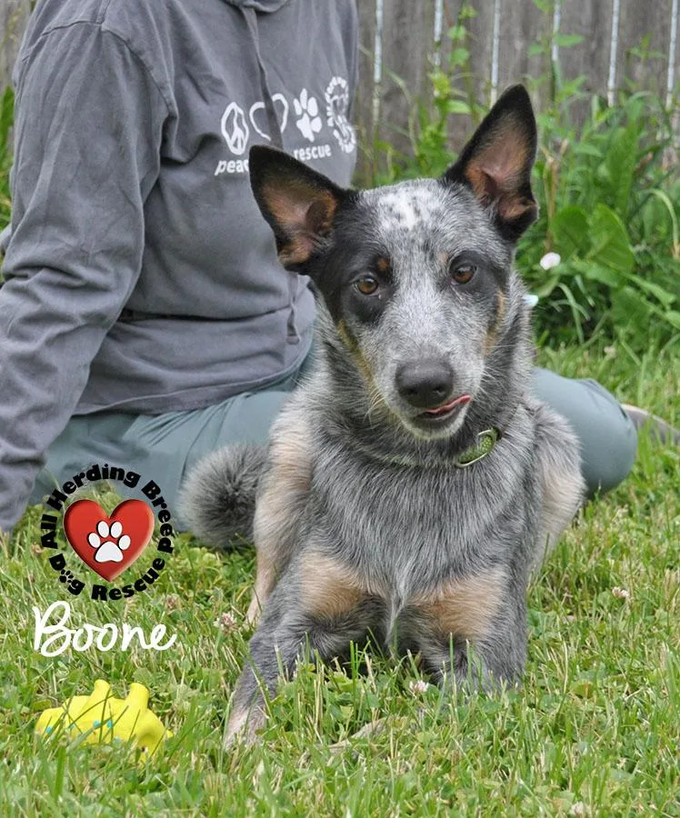 A baby medium-sized male Gray / Blue / Silver Cattle Dog dog named Boone for adoption in Joliet, IL
