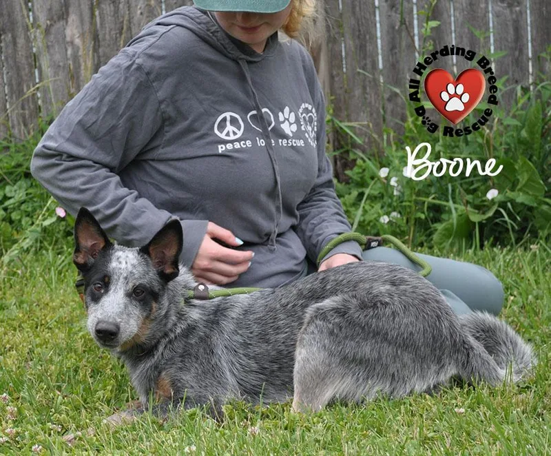 Boone thumbnail 2