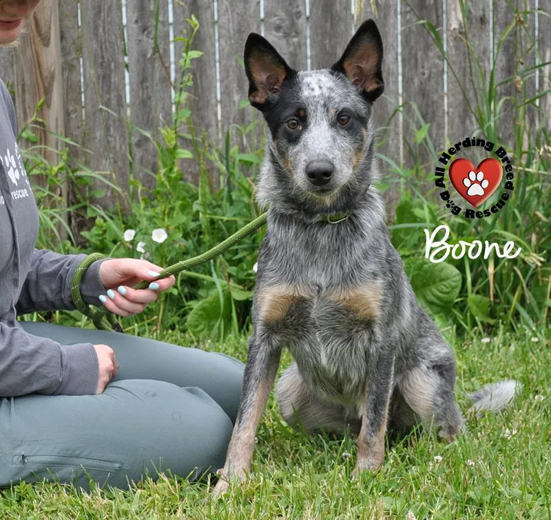 Boone thumbnail 4