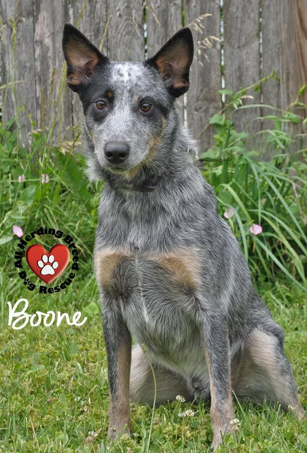 Boone thumbnail 5