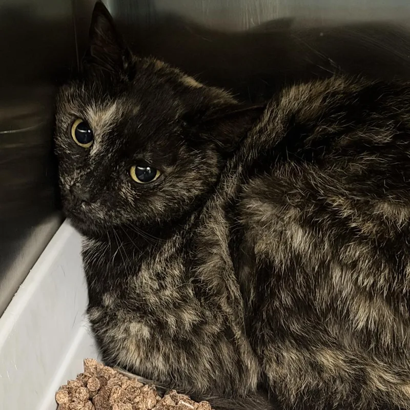 An adult medium-sized female Tortoiseshell Domestic Short Hair cat named Reba for adoption in Marion, VA
