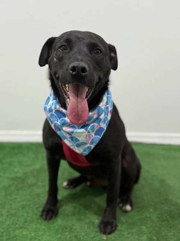 A young large-sized male Black Pit Bull Terrier dog named Rivera for adoption in Carlsbad, CA