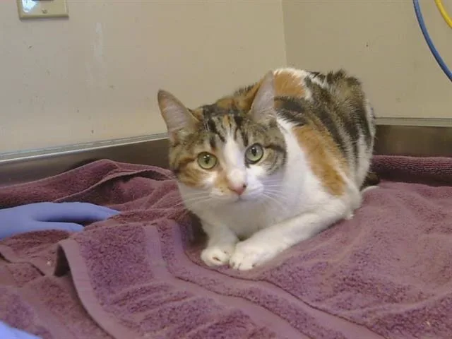 An adult medium-sized female Domestic Short Hair cat named Sativa for adoption in Sacramento, CA
