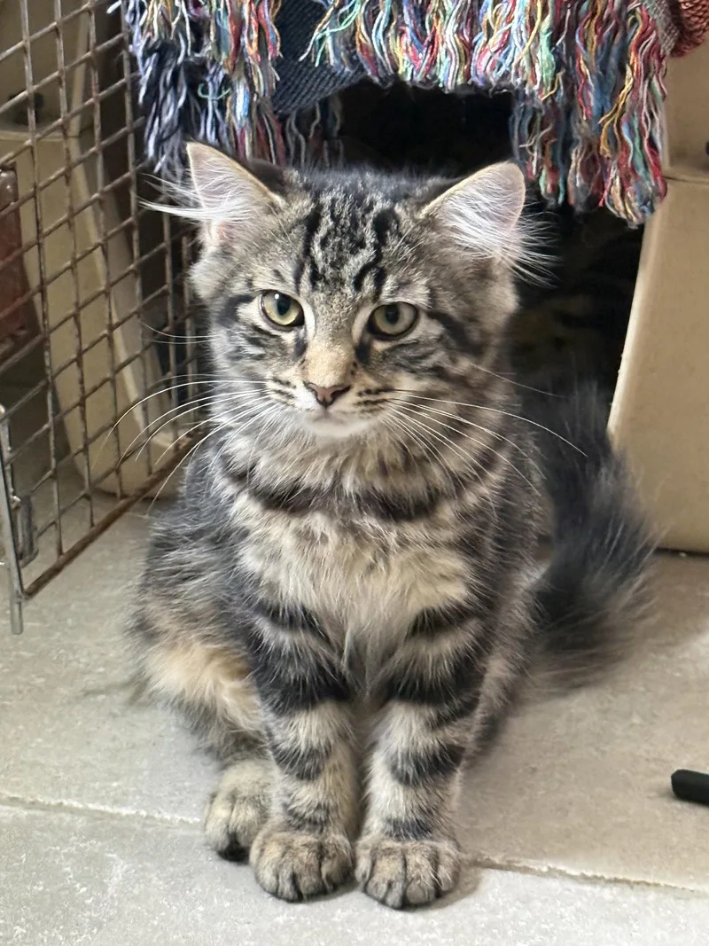 A baby medium-sized male Domestic Medium Hair cat named Mufasa for adoption in Stewartsville, NJ