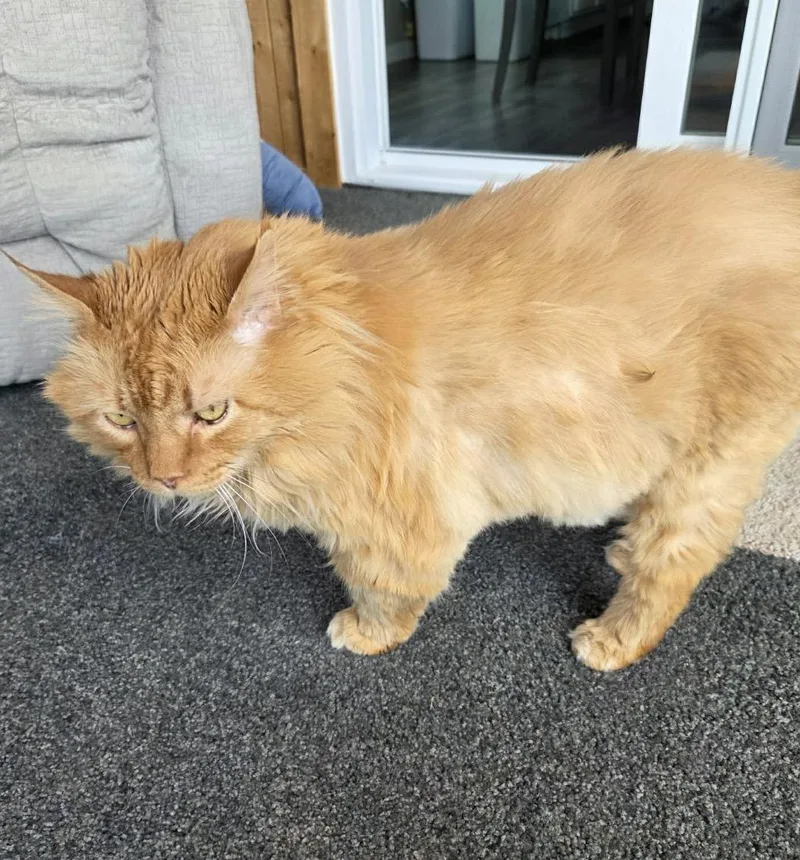 A senior large-sized male Tabby (Orange / Red) Domestic Long Hair cat named Bobby for adoption in Maineville, OH