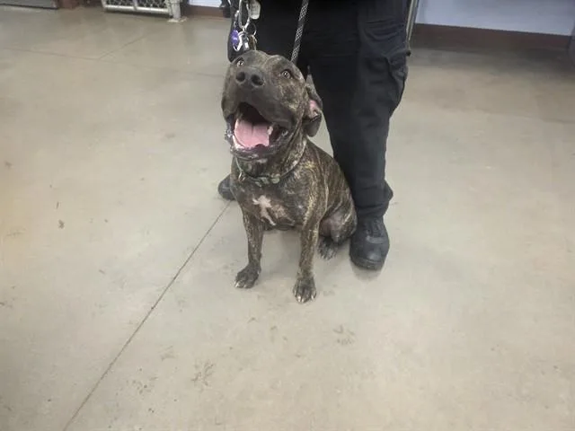 A young large-sized female Pit Bull Terrier dog named Pretty for adoption in Phoenix, AZ