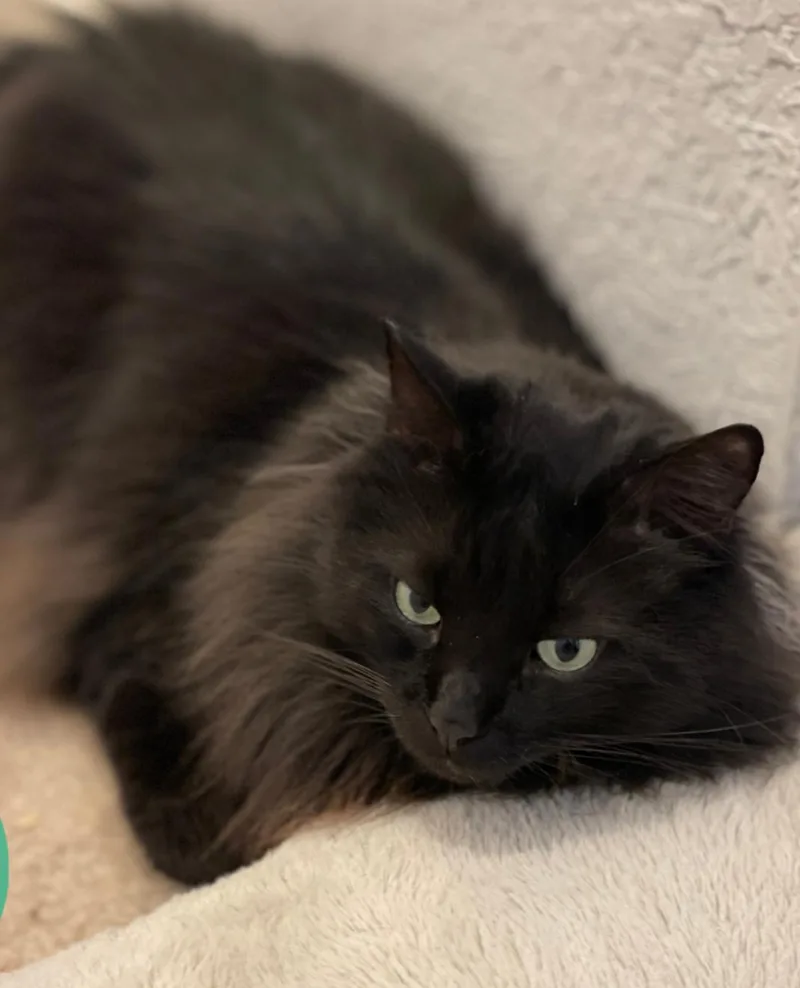 Superman thumbnail 3