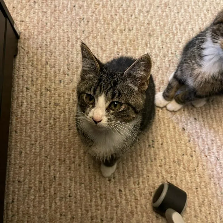 A baby medium-sized female Domestic Short Hair cat named Marnie for adoption in Medfield, MA