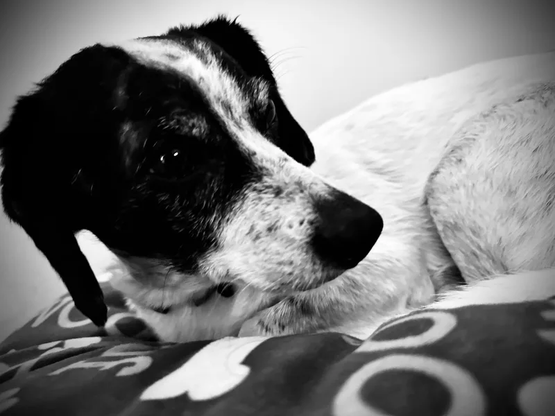 A young small-sized male Black Jack Russell Terrier dog named Mr. Noodle for adoption in Greenville, SC