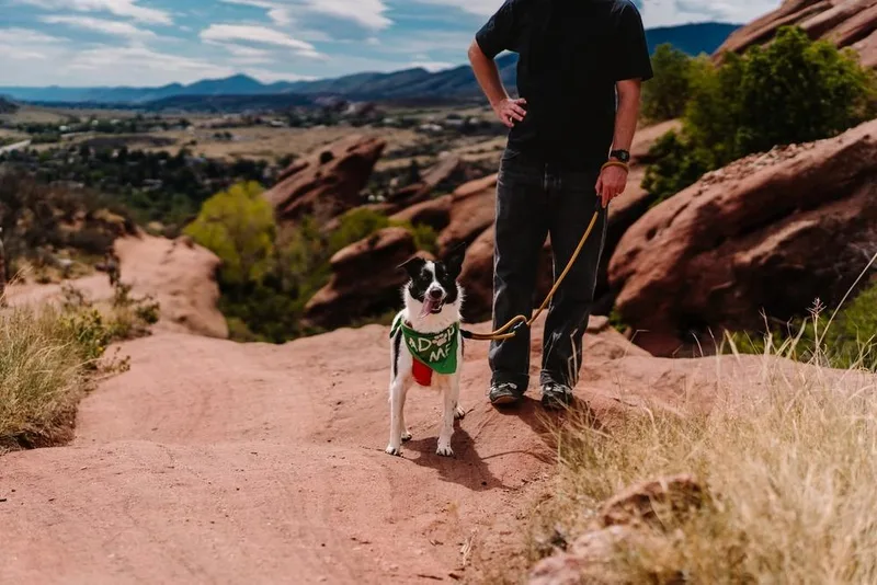 A young medium-sized male Tricolor (Brown, Black, & White) Border Collie dog named Poppy for adoption in Parker, CO