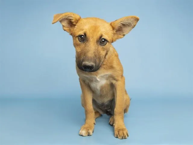 A baby medium-sized female Labrador Retriever dog named Brownie for adoption in Phoenix, AZ