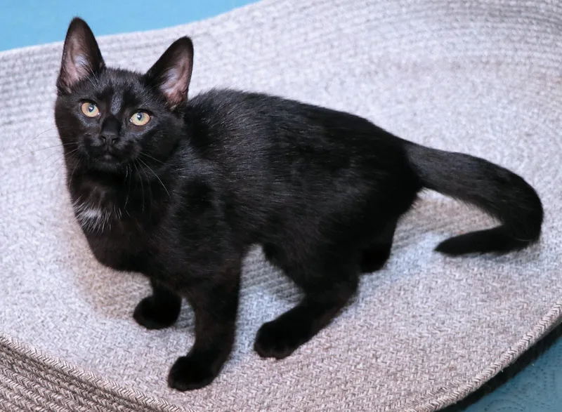 Pecan Sandie thumbnail 2