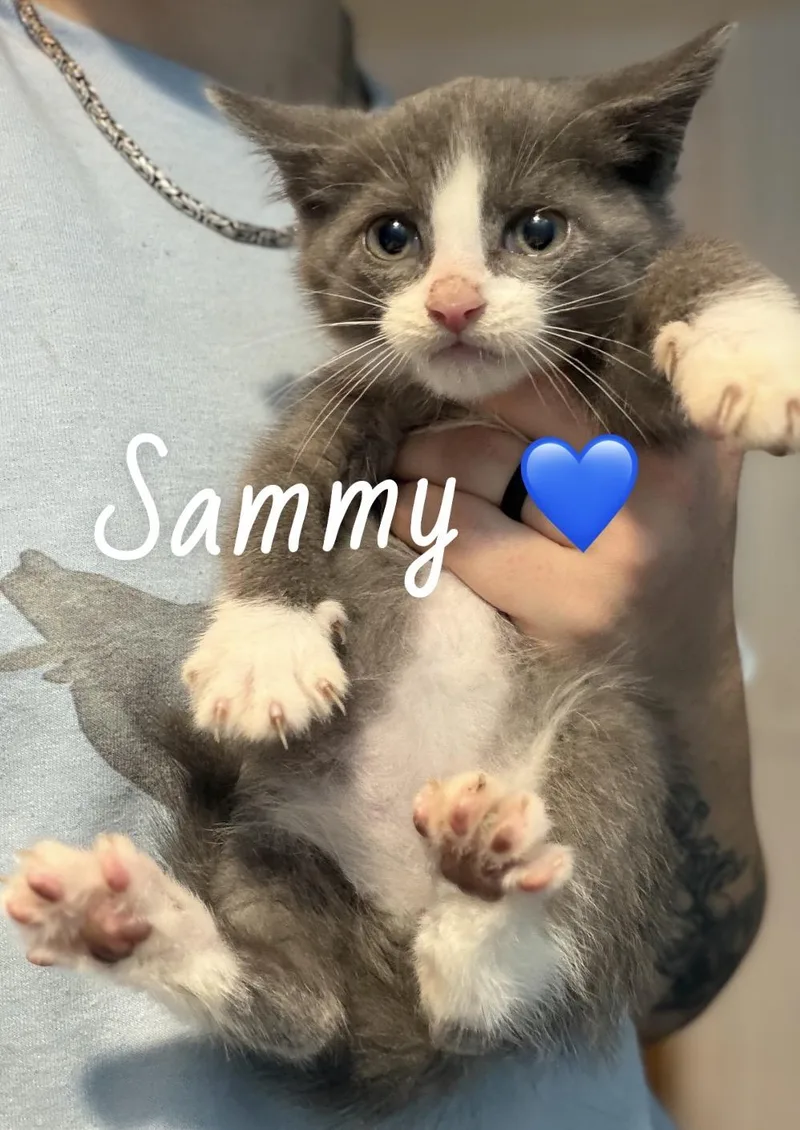 A baby medium-sized male Gray & White American Shorthair cat named Sammy for adoption in Felton, PA