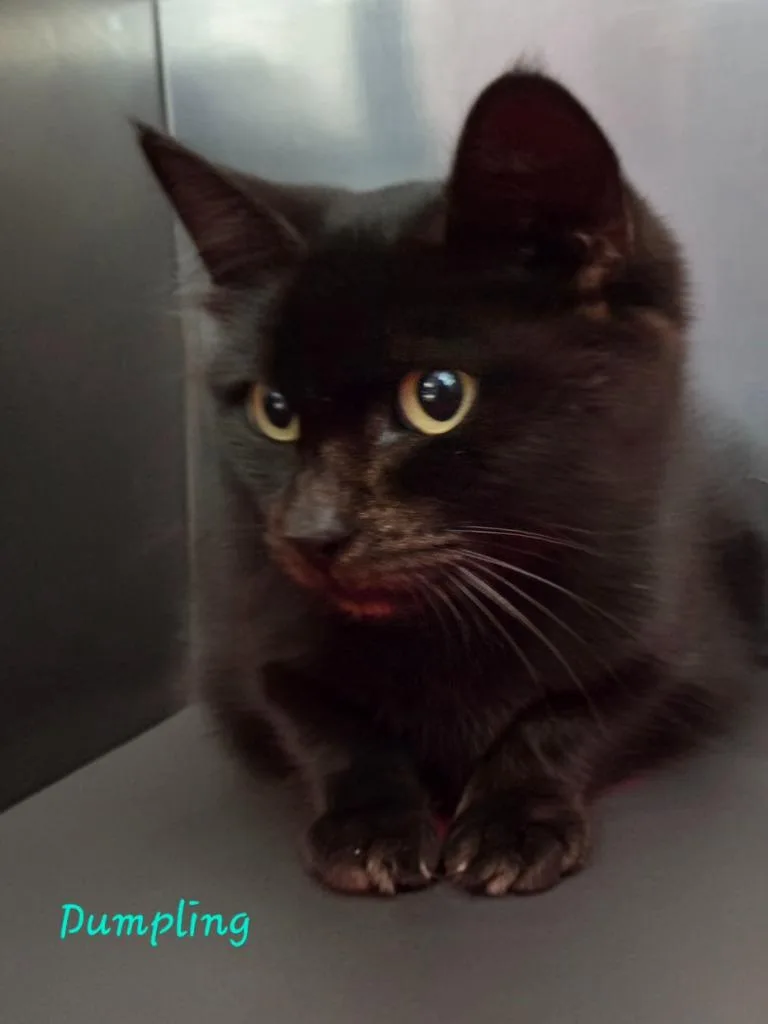 A senior small-sized female Domestic Short Hair cat named Dumpling for adoption in Cambridge, MD
