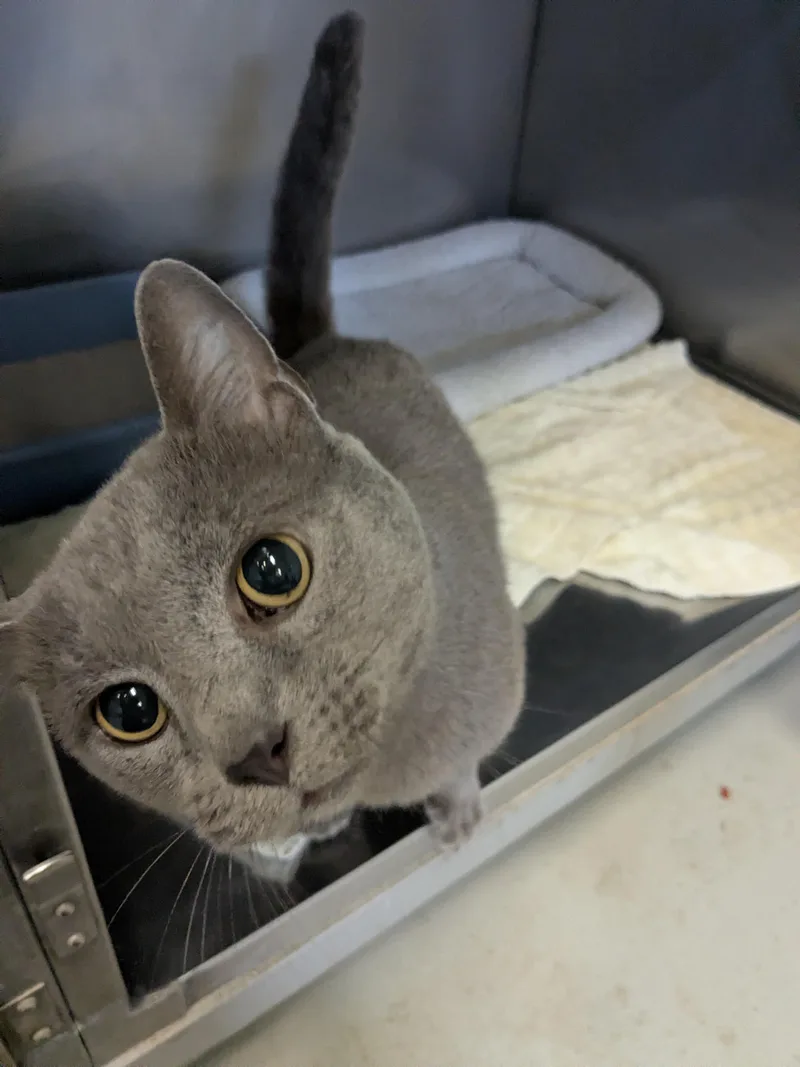 A senior medium-sized male Gray / Blue / Silver Domestic Short Hair cat named Texas Ranger for adoption in Bedford, VA
