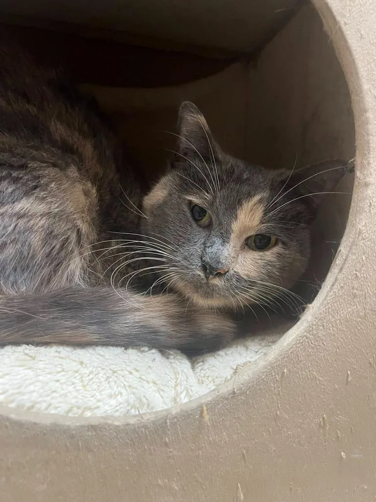 Butterscotch thumbnail 2