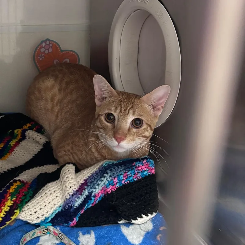 A young small-sized male Orange / Red Domestic Short Hair cat named Fa for adoption in Edinburg, TX