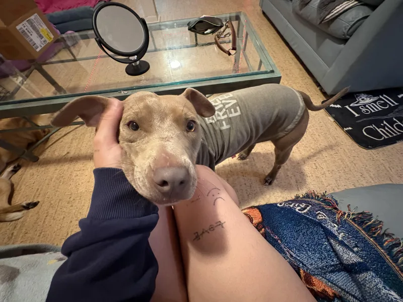 A young medium-sized male Pit Bull Terrier dog named Jenkies for adoption in Carmel, NY