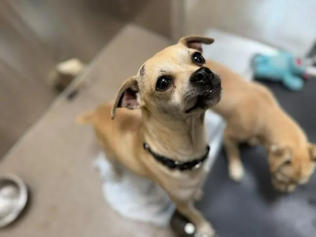 A young small-sized male Pug dog named Bee for adoption in Denver, CO