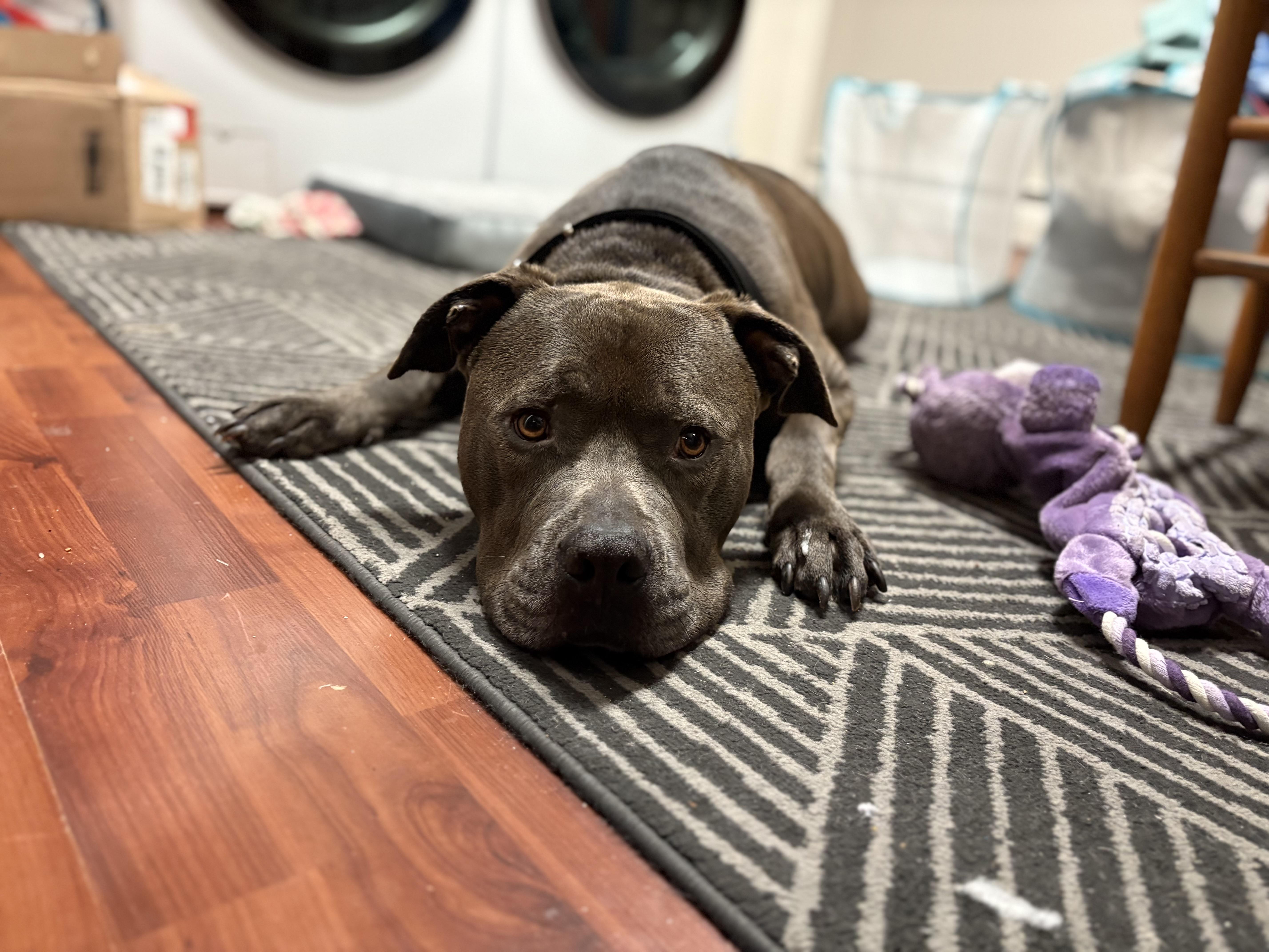 An adult large-sized male American Bully dog named Gaston for adoption in Newfoundland, NJ