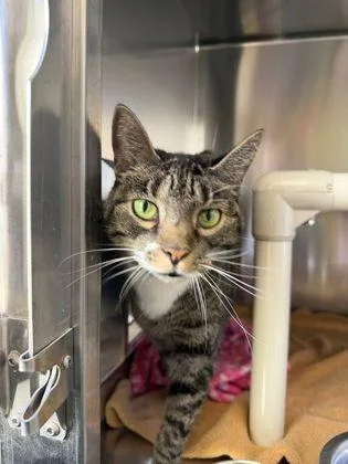A senior medium-sized female Tabby (Brown / Chocolate) Domestic Short Hair cat named Reyna for adoption in Williamsport, PA