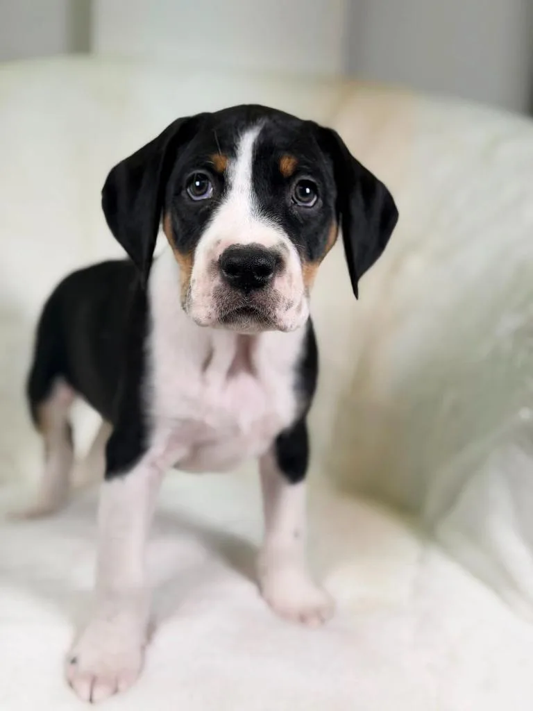 Herb Litter  Fennel thumbnail 2