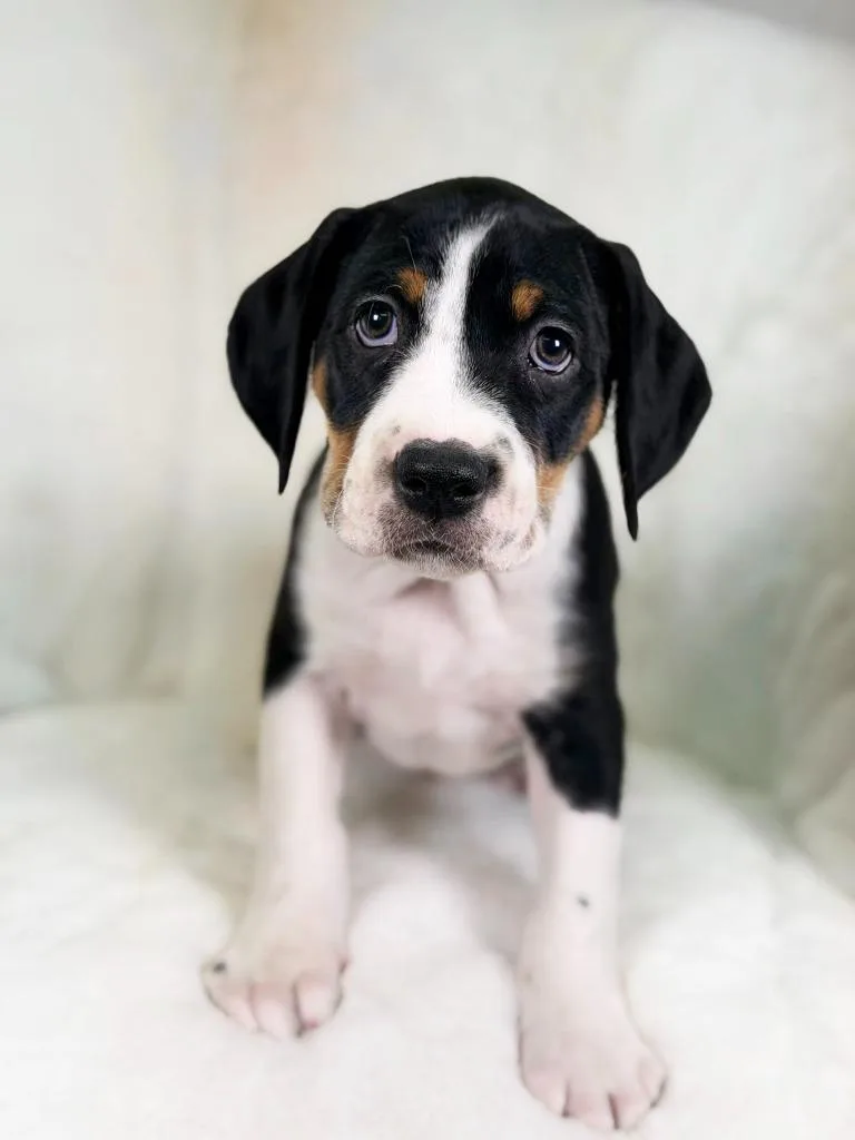 Herb Litter  Fennel thumbnail 3