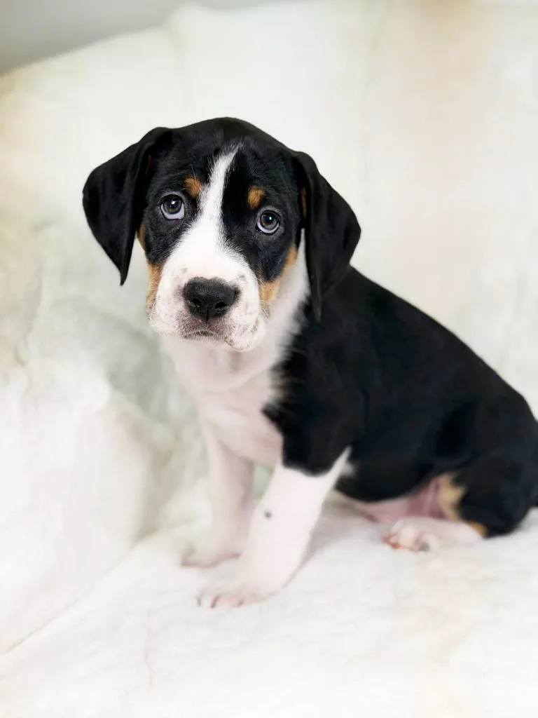 Herb Litter  Fennel thumbnail 4