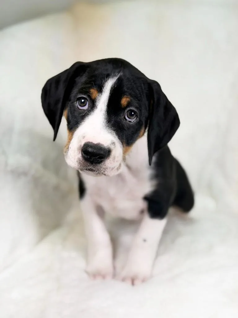 Herb Litter  Fennel thumbnail 5