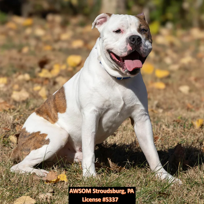 Sargeant thumbnail 2