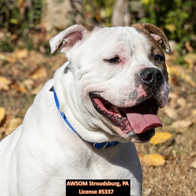 Sargeant thumbnail 3