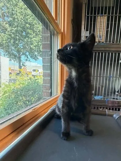 A baby small-sized female Domestic Short Hair cat named Lenore for adoption in Bridgewater, NJ