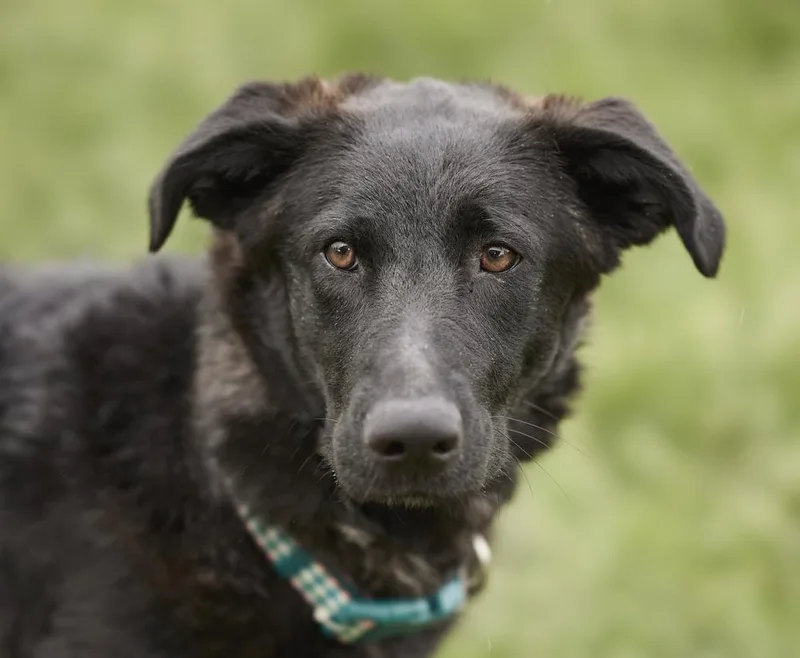 Daisy Mae thumbnail 3