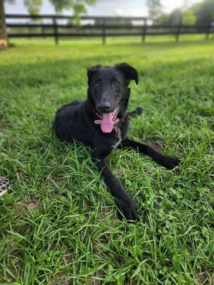 Daisy Mae thumbnail 4