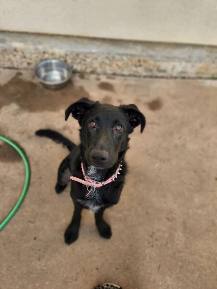 Daisy Mae thumbnail 5