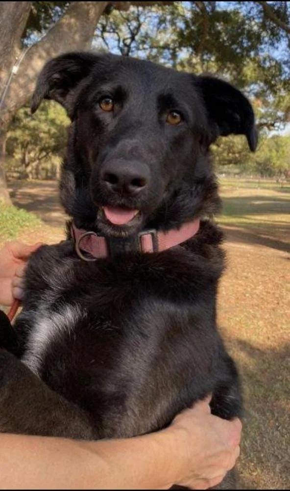 Daisy Mae thumbnail 6