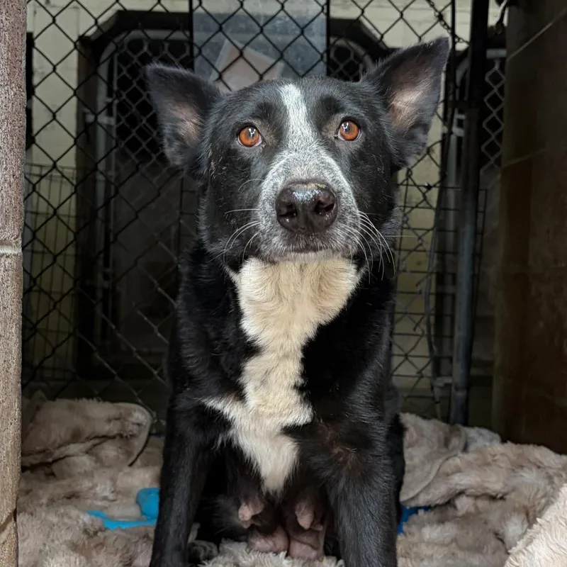A young medium-sized female Black Border Collie dog named Lotus for adoption in Santa Barbara, CA