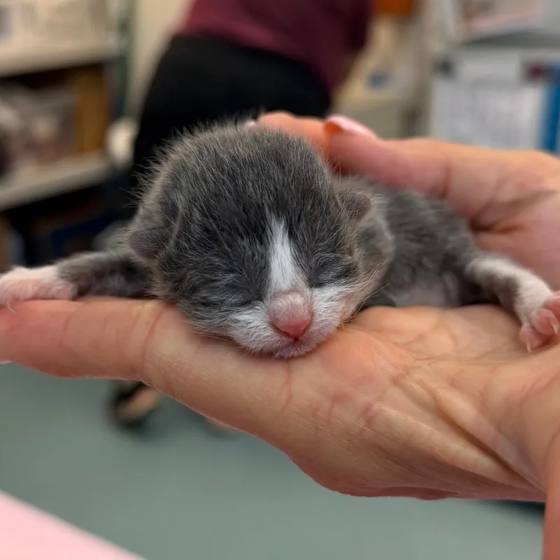 A baby small-sized male Gray / Blue / Silver Domestic Short Hair cat named Fun House for adoption in Austin, TX