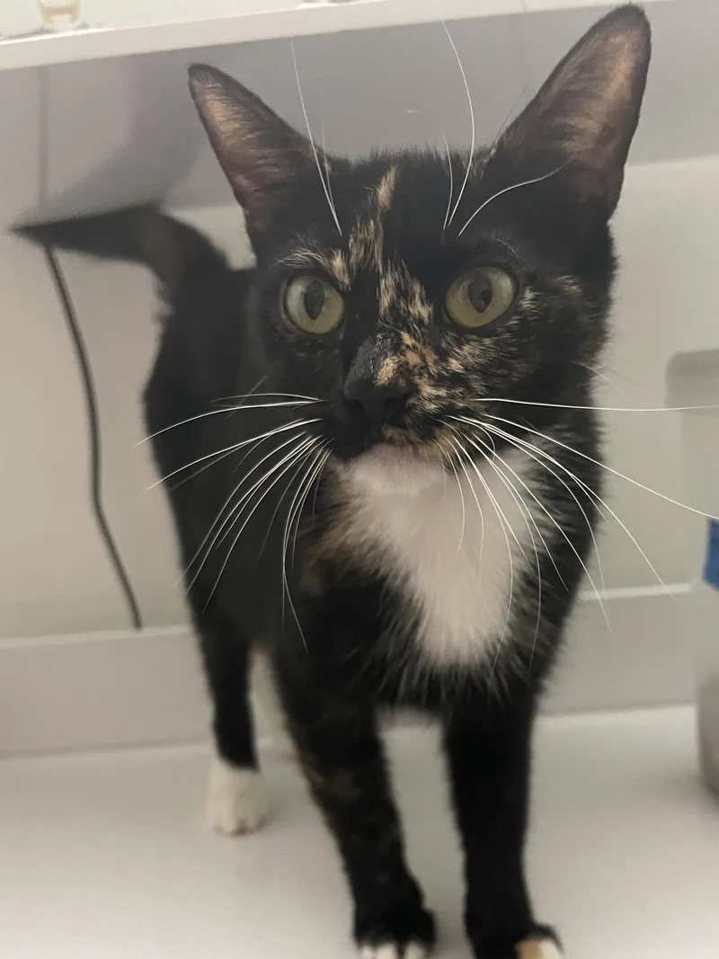 A young medium-sized female Calico cat named Coco Puff for adoption in Intercession city , FL
