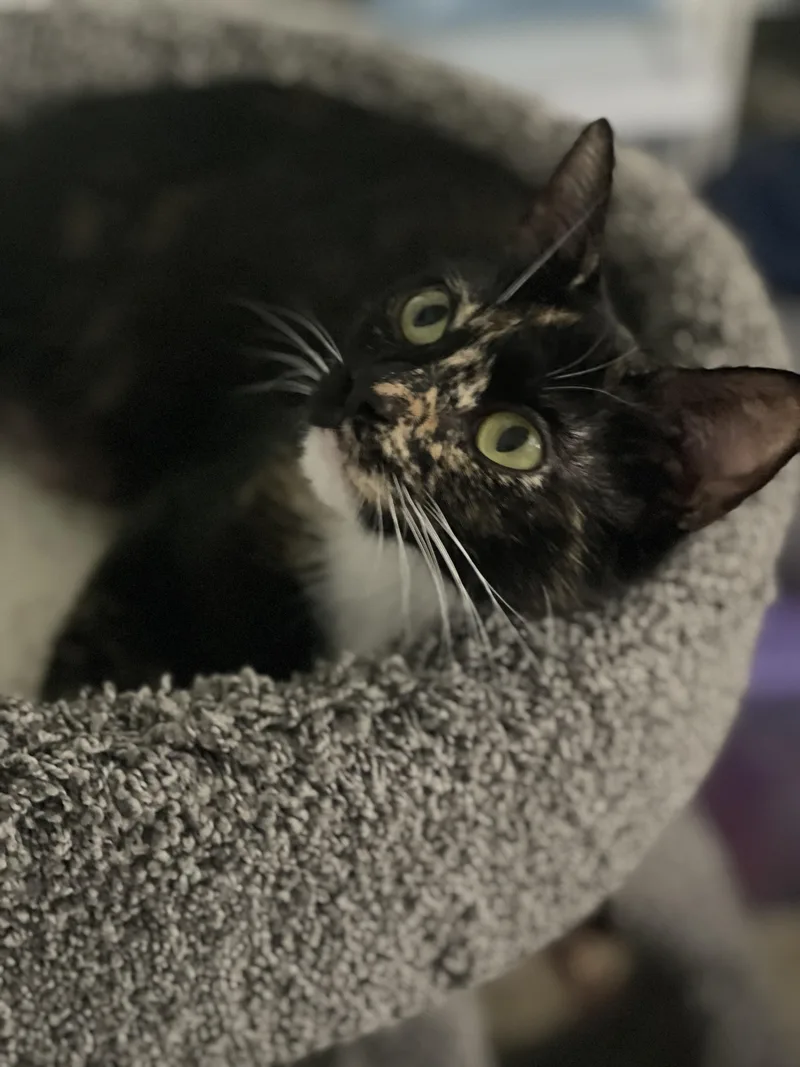Coco Puff thumbnail 6
